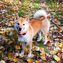 picture of dog