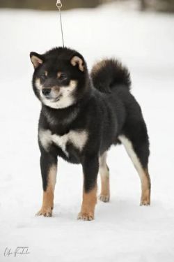 picture of dog