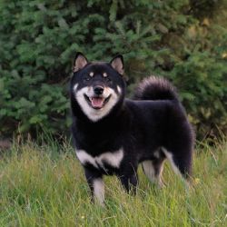 picture of dog