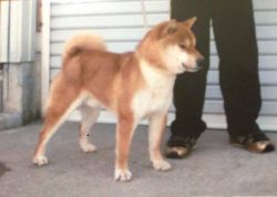 picture of dog