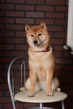 picture of dog