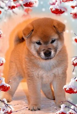 picture of dog