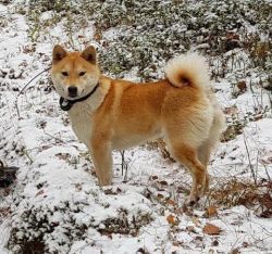 picture of dog