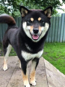 picture of dog