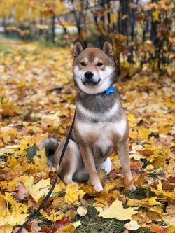 picture of dog