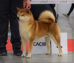 picture of dog