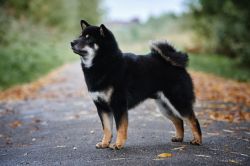 picture of dog