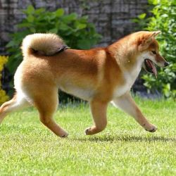 picture of dog
