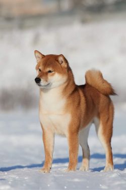 picture of dog