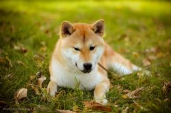 picture of dog