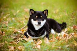 picture of dog