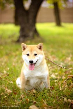 picture of dog