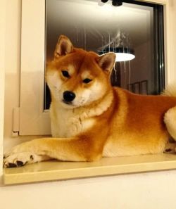 picture of dog
