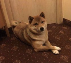 picture of dog