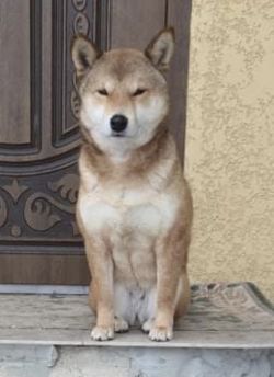 picture of dog