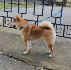 picture of dog