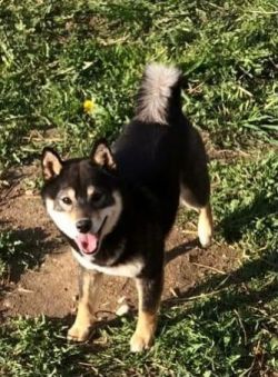 picture of dog