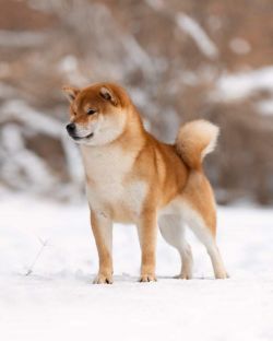 picture of dog