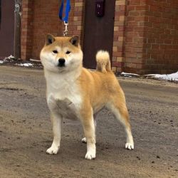 picture of dog