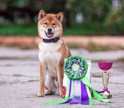 picture of dog