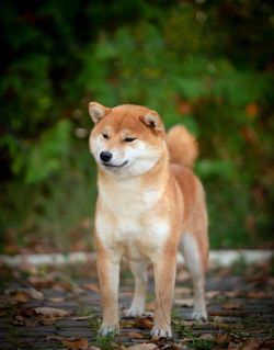 picture of dog
