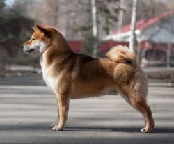 picture of dog