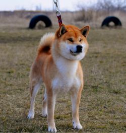 picture of dog