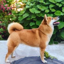 picture of dog
