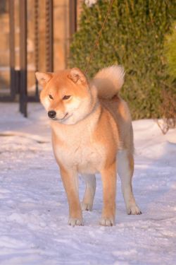 picture of dog
