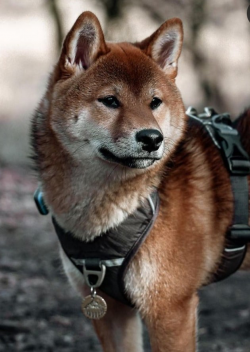 picture of dog