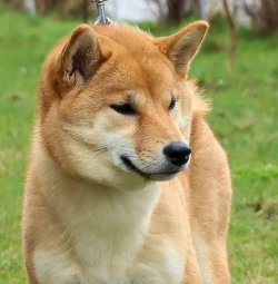 picture of dog