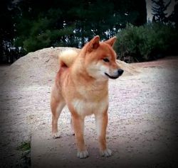 picture of dog