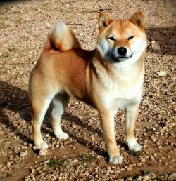 picture of dog