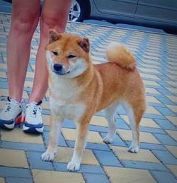 picture of dog