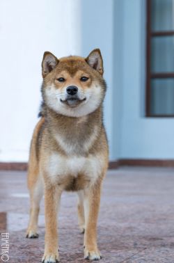 picture of dog