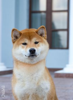 picture of dog