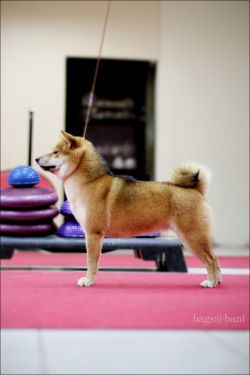 picture of dog