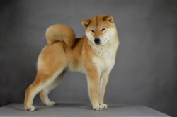 picture of dog
