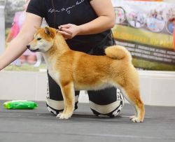picture of dog