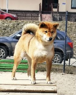 picture of dog