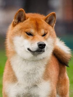 picture of dog