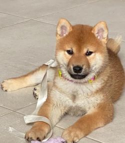 picture of dog