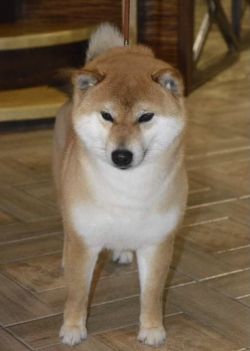 picture of dog