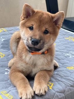 picture of dog