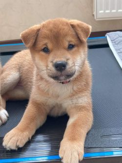 picture of dog
