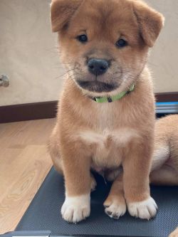 picture of dog