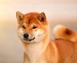 picture of dog