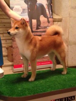 picture of dog