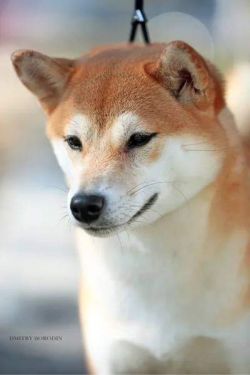 picture of dog
