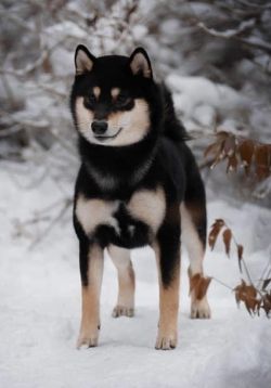 picture of dog